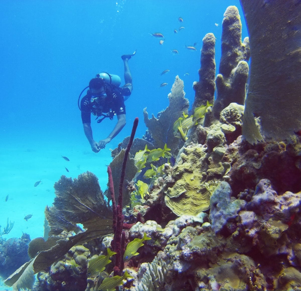 PADI & ESA Open Water Punta Cana - Diver Certification Course in Bavaro, Punta Cana DR